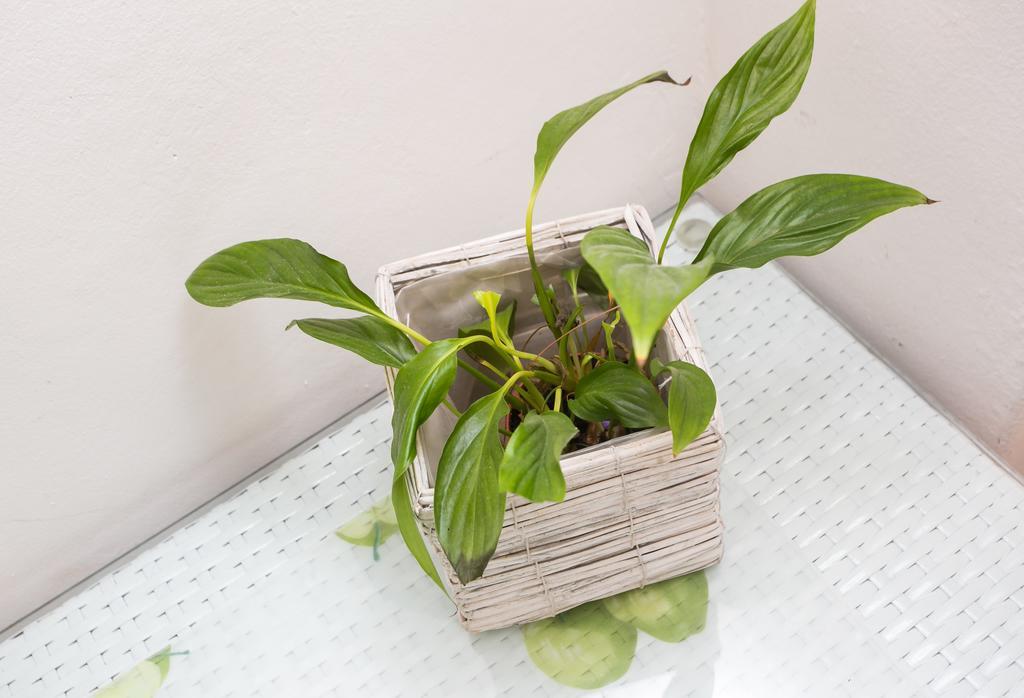 דוברובניק Apartments Adriana Flora מראה חיצוני תמונה